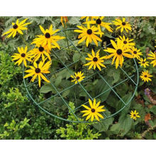 Grid wachsen durch Unterstützung für Rudbeckia Hirta